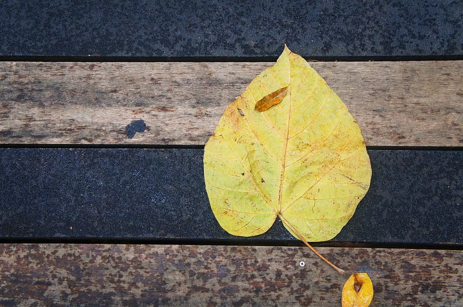 leaf, wood, yellow, texture, nature, pattern, leaves, autumn HD wallpaper
