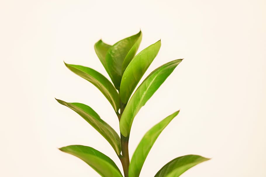 green leaf plant, green plant, foliage, plant part, green color HD wallpaper
