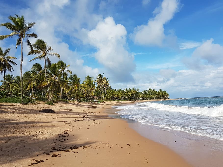 Beach, Landscape, Nature, mar, coconut trees, brazil, bahia HD wallpaper