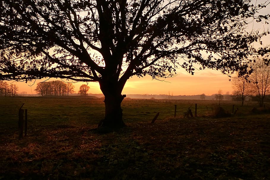 Sunset, Tree, Fog, Dusk, Landscape, nature, silhouette, back Lit HD wallpaper