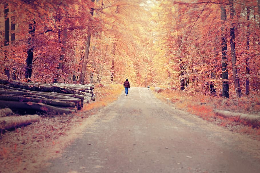 person walking along pathway underneath trees, road, nature HD wallpaper