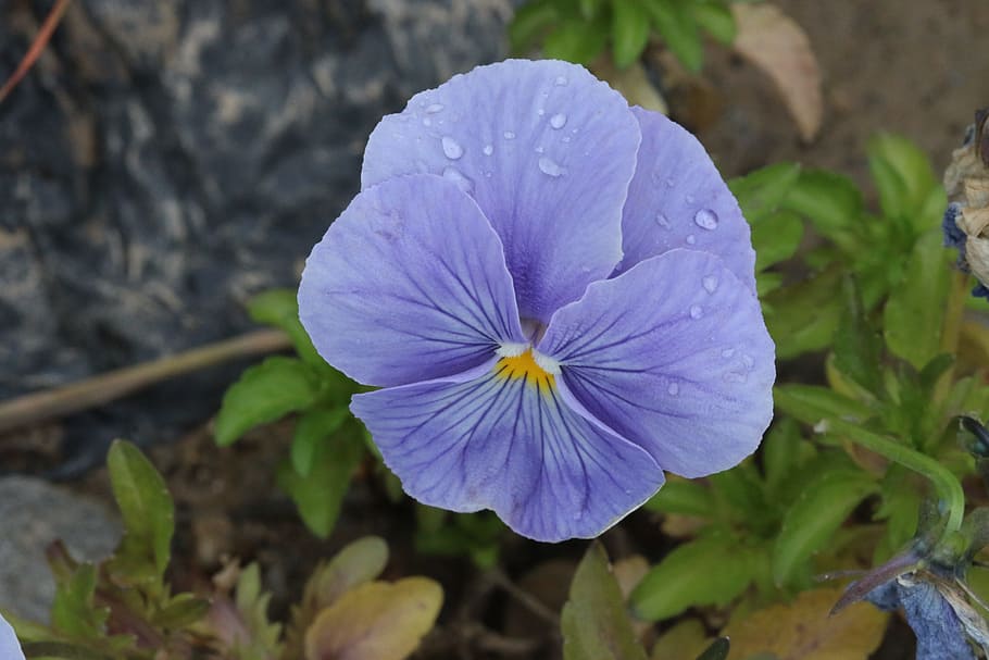 Purple, Violet, Pink, Flower, Plant, nature, flowers, green HD wallpaper