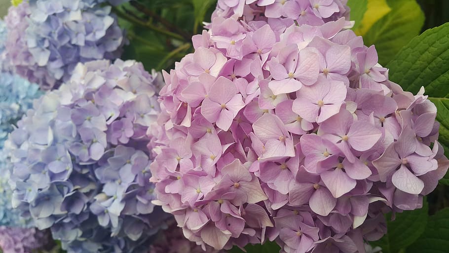 hydrangea, petal, flowers, nature, pink, purple, plants, pink Color HD wallpaper