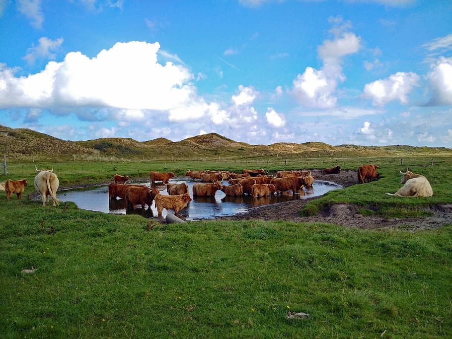 highland beef, highland cattle, grass, dunes, landscape, animals