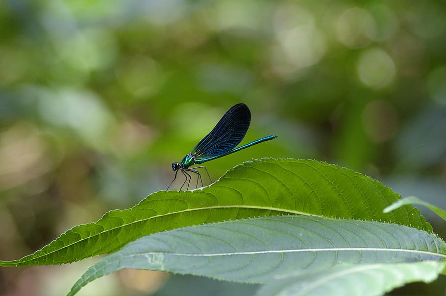 dragonfly, blue, insect, blue dragonfly, close, nature, wildlife photography HD wallpaper