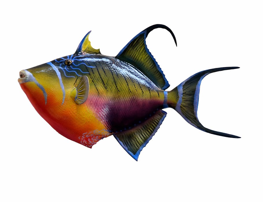 multicolored fish with white background, colorful, trigger fish