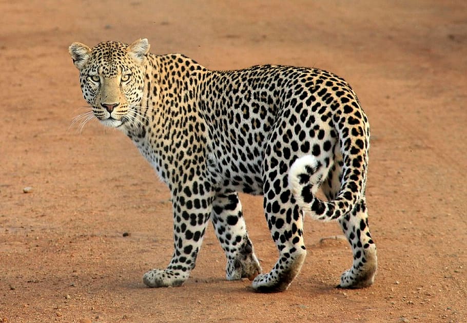 walking Leopard, leopard spots, animal, wild, wildlife, safari HD wallpaper