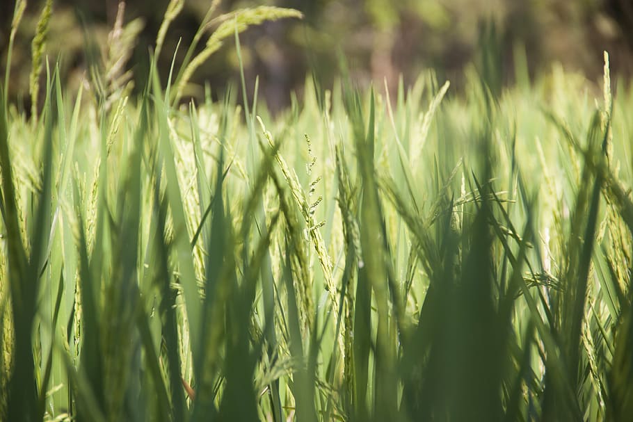 field, green, rice, rice fields, growth, plant, agriculture HD wallpaper