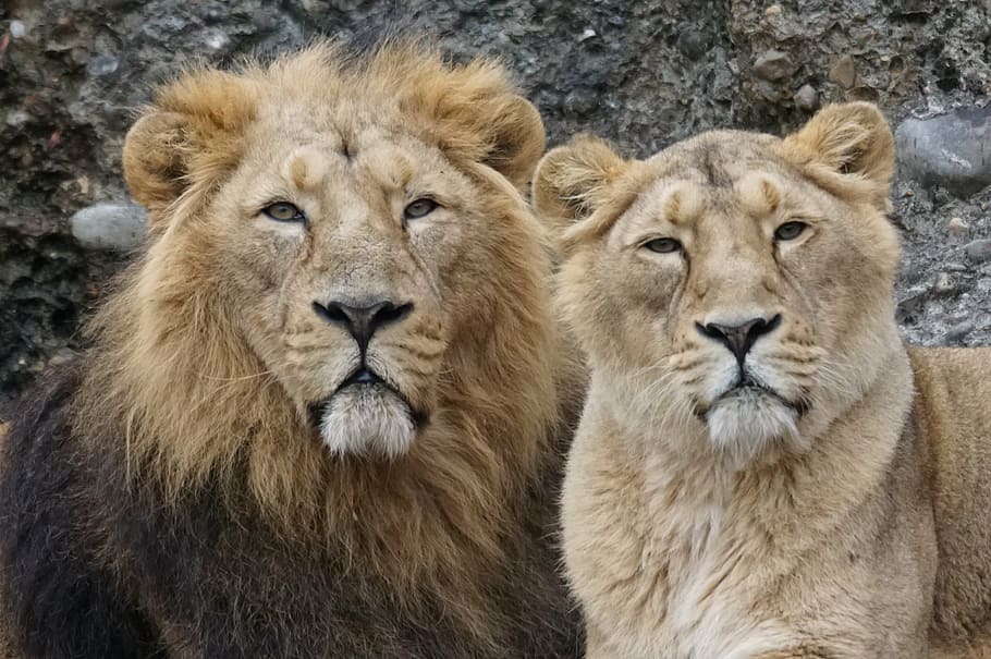 lion and lioness, animals, predator, indian, pair, lion - Feline, HD wallpaper