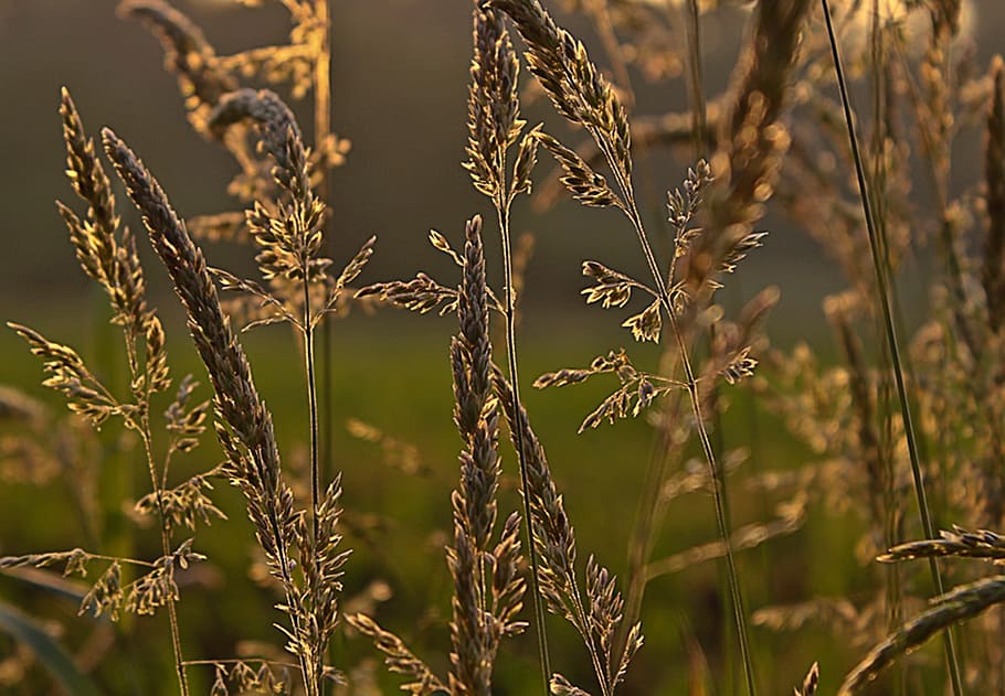 Grasses, Cornfield, Cereals, Plant, summer, nature, landscape HD wallpaper