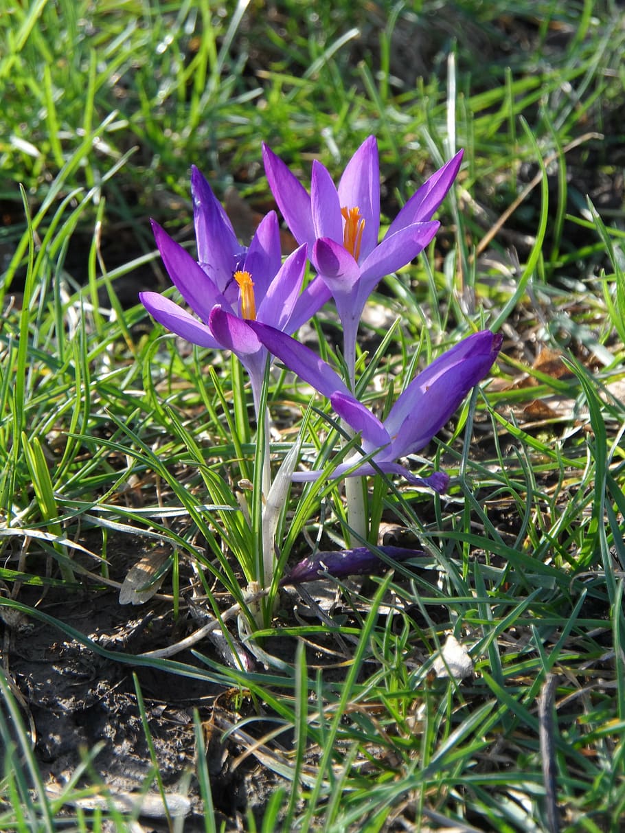 crocus, purple, violet, flower, blossom, bloom, spring, spring magic