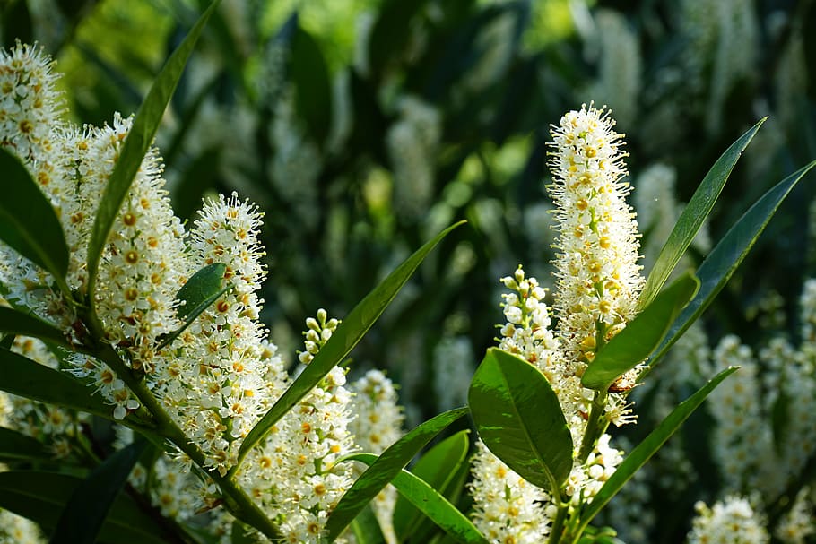 blossom, tree, flower, nature, branch, fragrant, springtime HD wallpaper