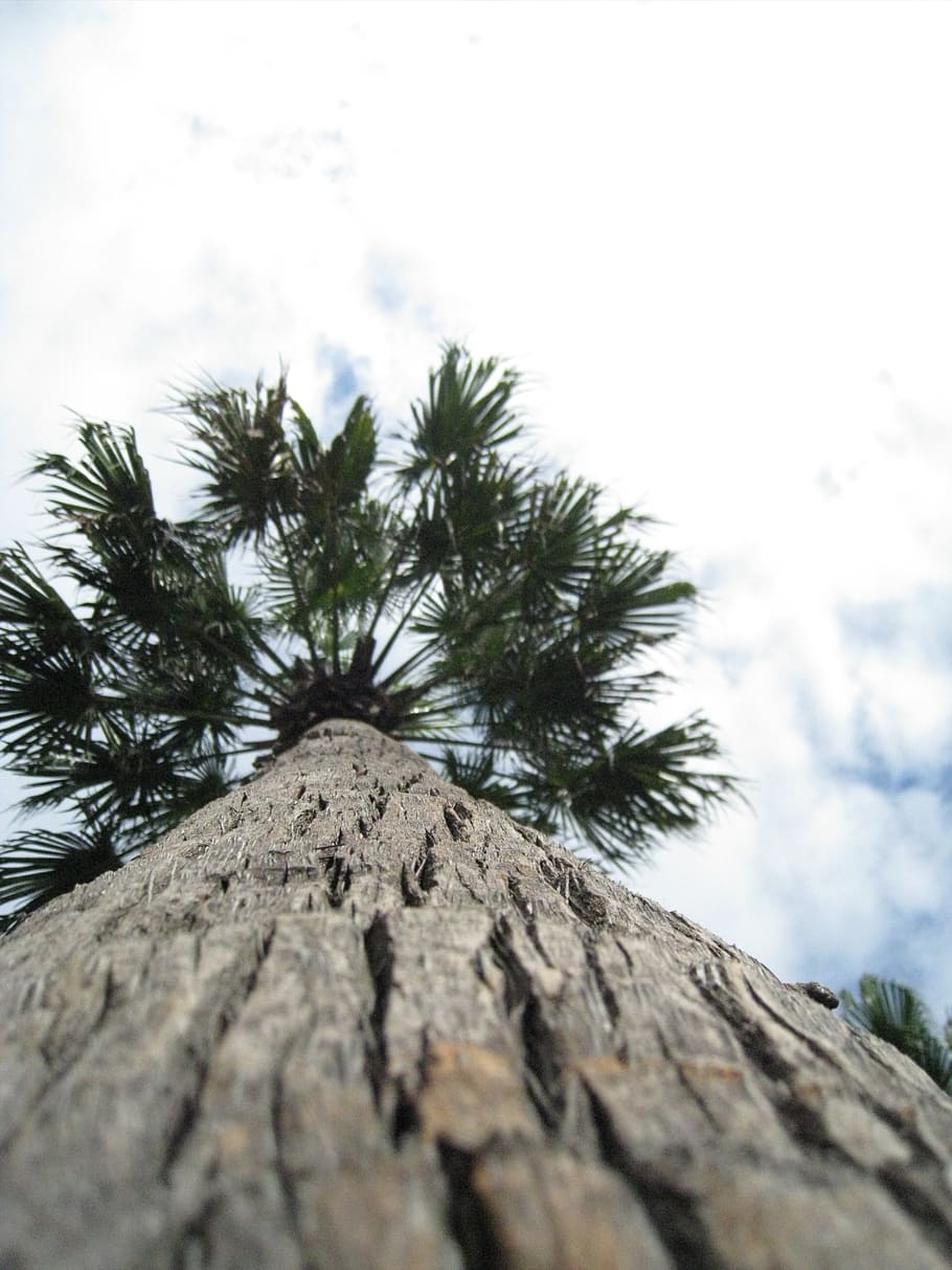 palm, tribe, log, bark, tree, plant, sky, low angle view, tree trunk HD wallpaper