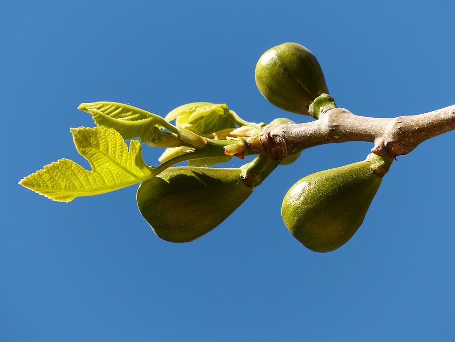 Fig tree 1080P, 2K, 4K, 5K HD wallpapers free download | Wallpaper Flare