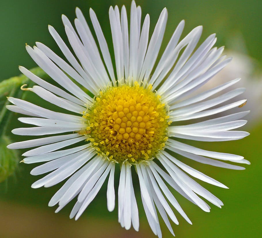 macro, flower, close, flowering plant, freshness, vulnerability HD wallpaper