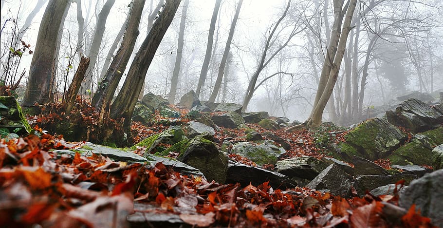 autumn, nature, forest, red, foliage, trees, fog, land, plant part HD wallpaper