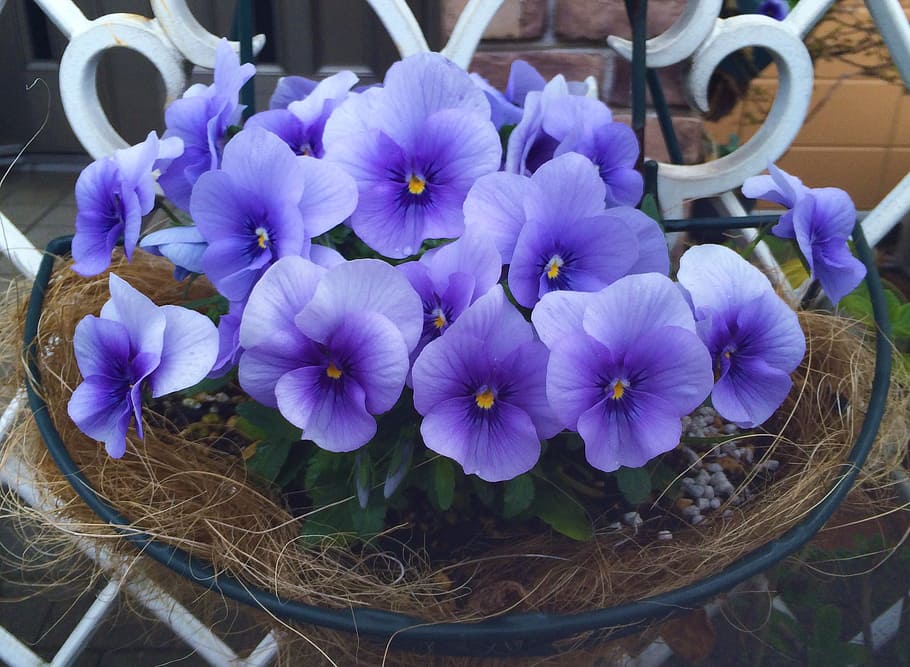 purple petaled flowers on nest at daytime, pansy, sumire, green