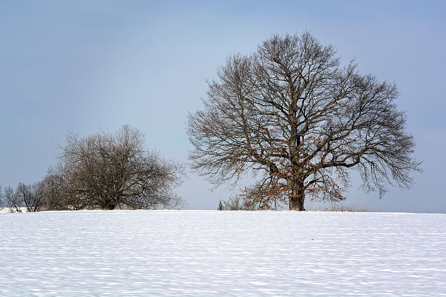 winter, snow, tree, silhouette, wintry, cold, snowy, landscape HD wallpaper