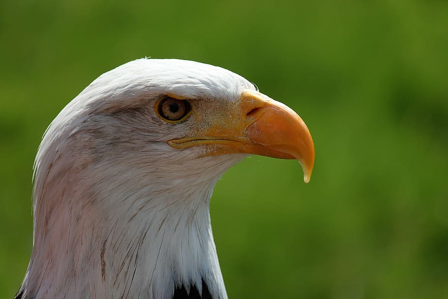adler, bill, bird, close-up, eagle, raptor, united states of america HD wallpaper