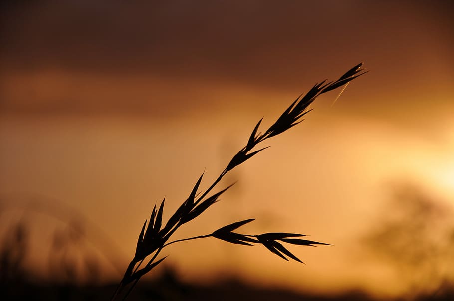 silhouette of wheat during orange sunset shallow focus photography HD wallpaper
