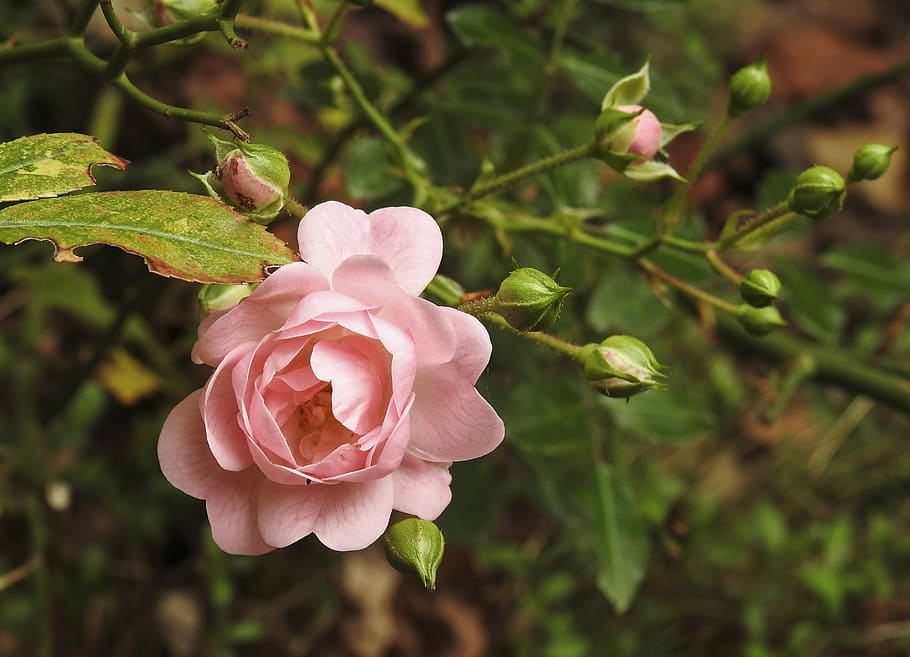 flower, nature, flora, leaf, garden, petal, rose, bud, plant HD wallpaper