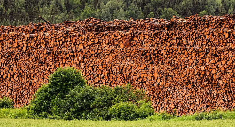 wood, sawmill, tree, forestry, trunk, trees, pine, the industry HD wallpaper