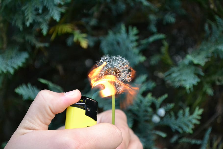 flower, fire, flammable, plant, flame, blossom, bloom, summer HD wallpaper