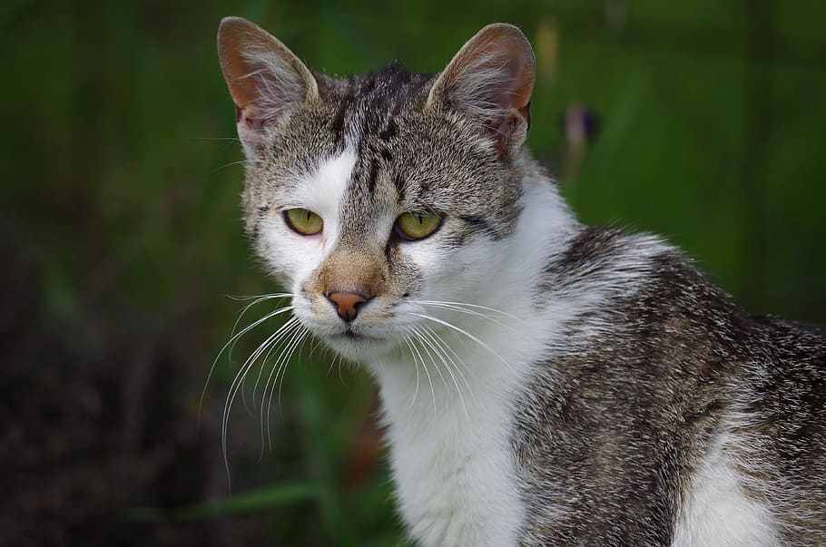 cat, strakatá, rest, feline, domestic cat, domestic animals HD wallpaper