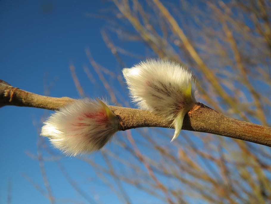 salix caprea, goat willow, pussy willow, great sallow, catkins