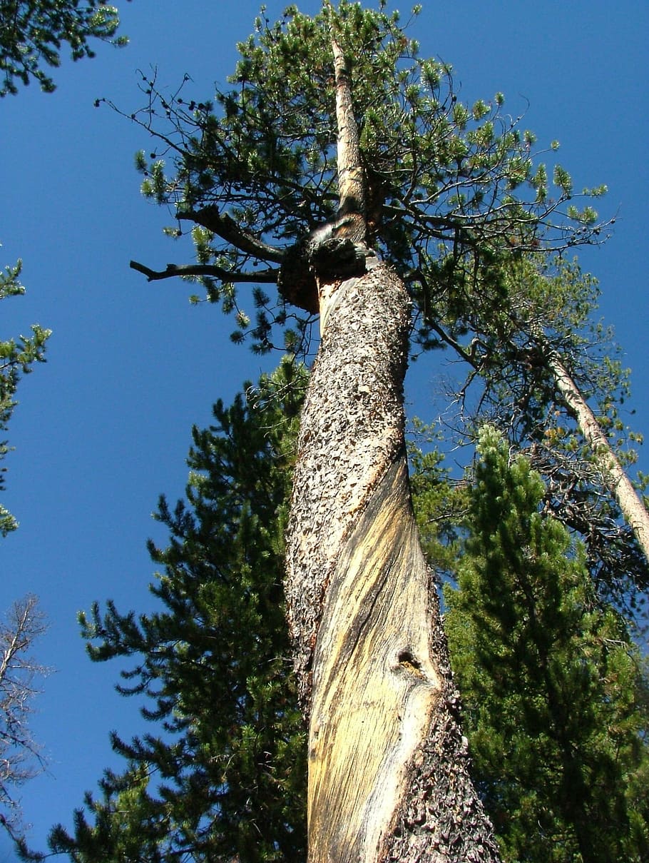 Tree, Forest, Twisted, Bark, Pine, tree trunk, low angle view HD wallpaper