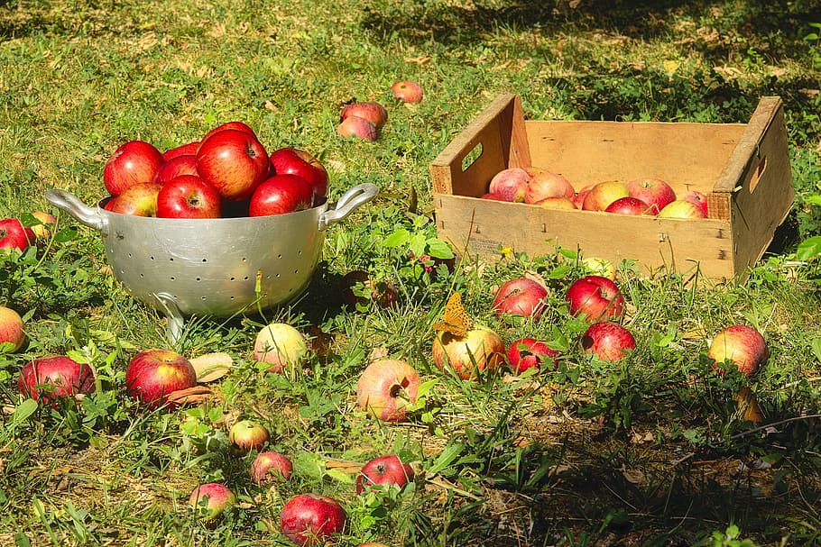 red apples on tray during daytime, fruit, collection, fall HD wallpaper
