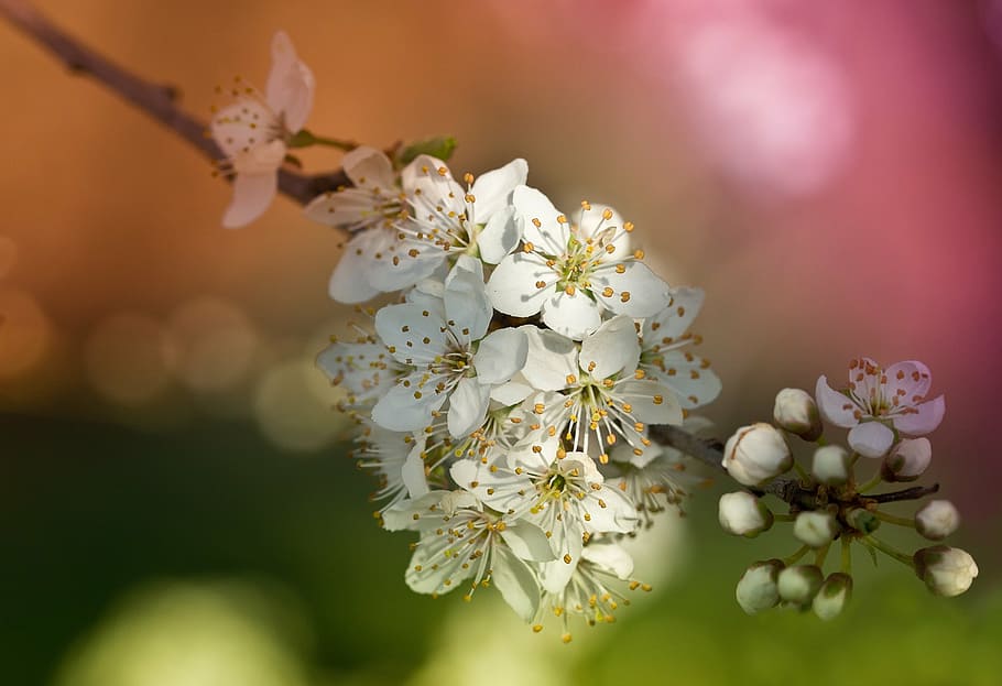 selective focus photo of white petaled flowers, obstblueten HD wallpaper