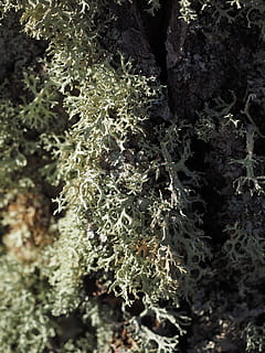 beef, poplar, poplar bark, tribe, log, tree, white poplar, weave HD wallpaper