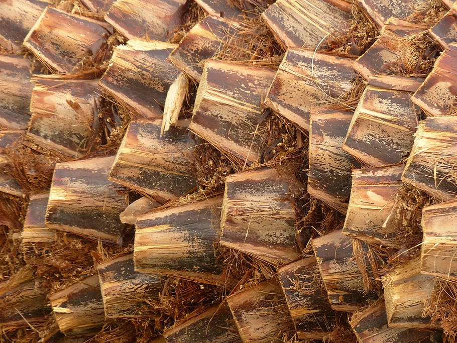 palm tree root, wood, braid, tribe, plant, mediterranean, structure HD wallpaper
