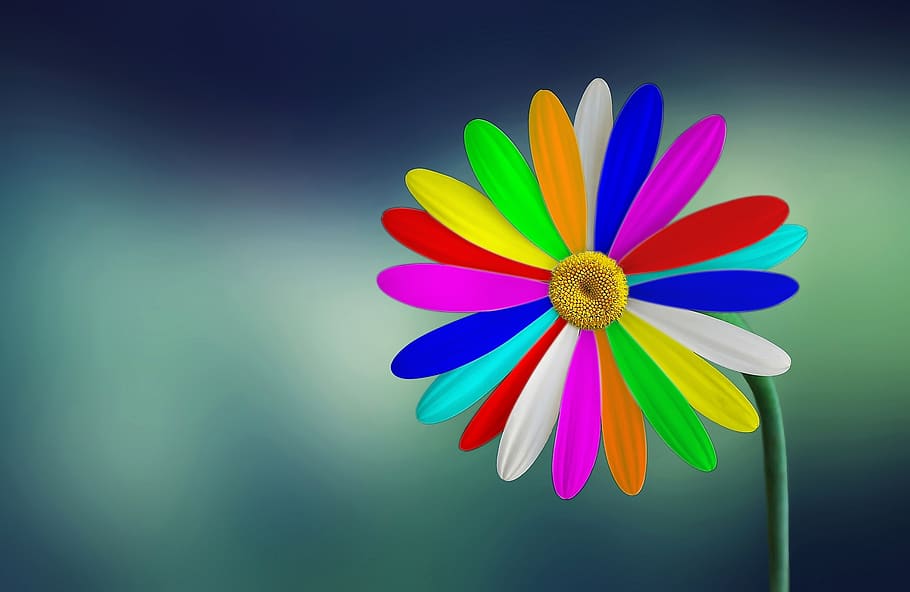 nature, summer, flower, flora, multi colored, indoors, flowering plant HD wallpaper