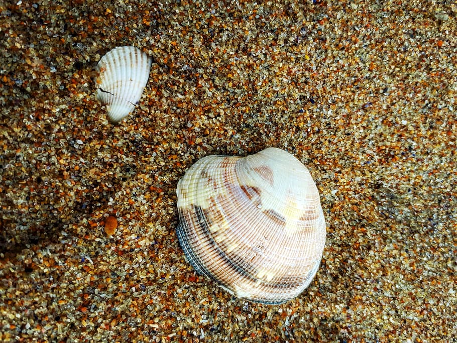 shell, clam, sand, land, seashell, animal shell, beach, animal wildlife HD wallpaper