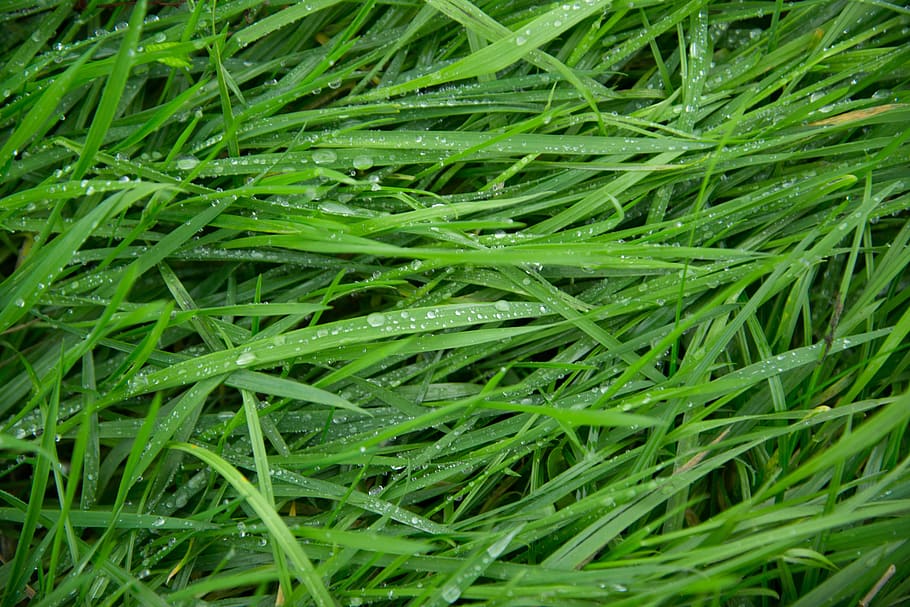 green, grass, wet, drops, rain, water, texture, wallpaper, background HD wallpaper