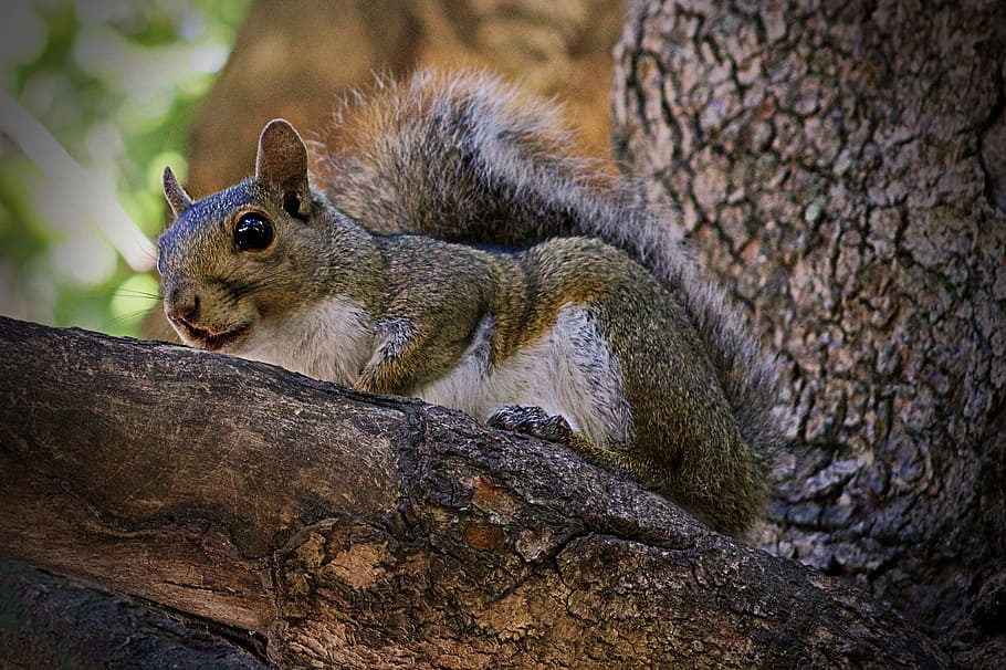 squirrel, rodent, animal, tree, mammal, animal wildlife, animal themes HD wallpaper