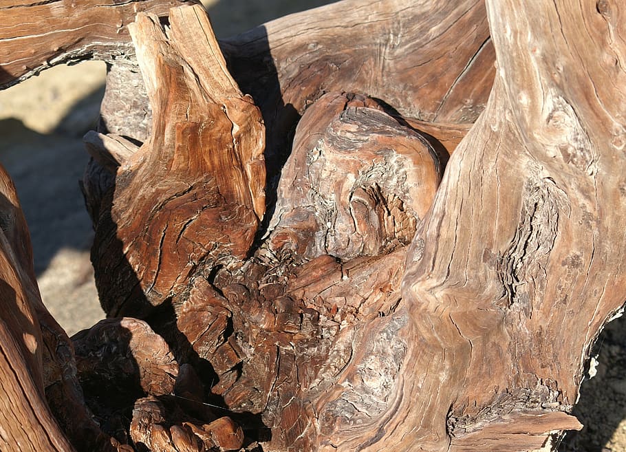 root, wood, old, gnarled, wood - material, tree, no people HD wallpaper