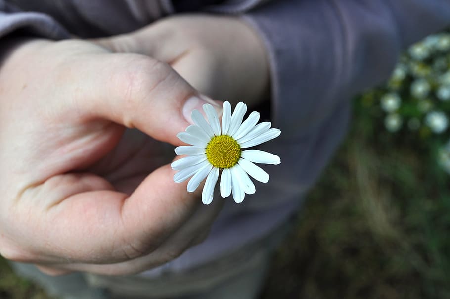 person holding chamomile flower, hand, daisy, gift, romantic HD wallpaper