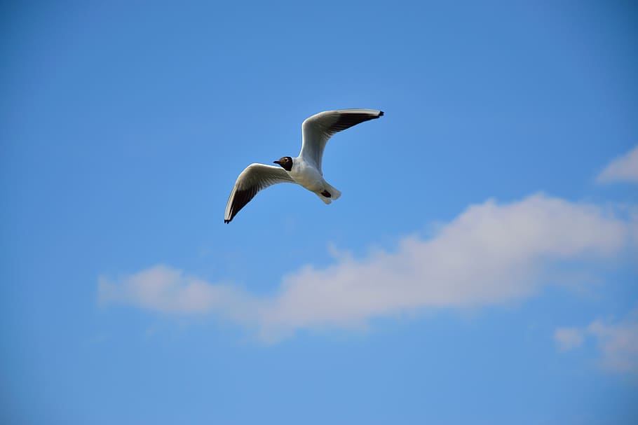 seagull, bird, flight, nature, wings, sky, animals, pen, wild birds HD wallpaper