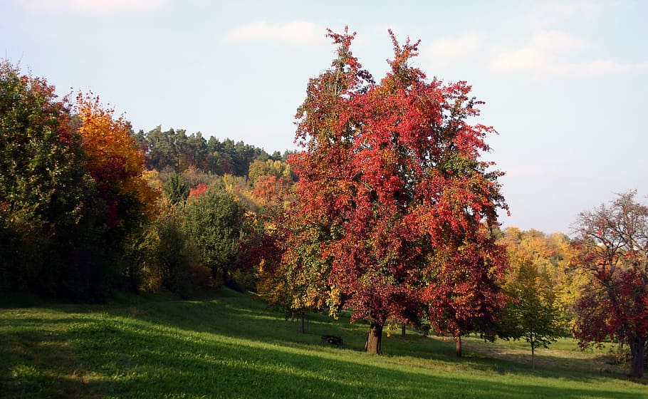 Tree, Orchard, Scattered, Fruit, scattered fruit trees, nature HD wallpaper