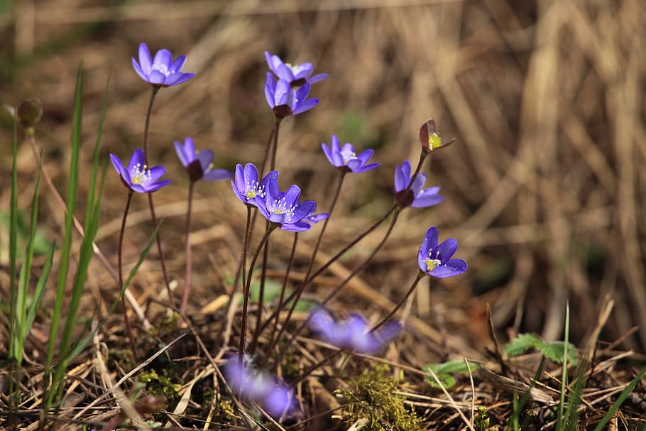 shallow focus photography of purple flowers, hepatica, spring HD wallpaper