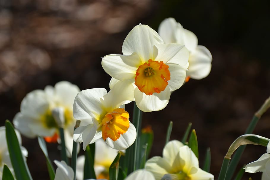 daffodils, osterglocken, spring, nature, flora, harbinger of spring HD wallpaper