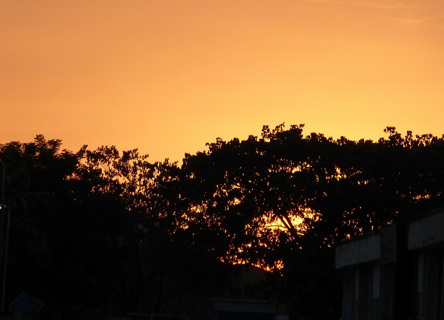 tree tops, evening, sunset, landscape, sky, nature, orange HD wallpaper