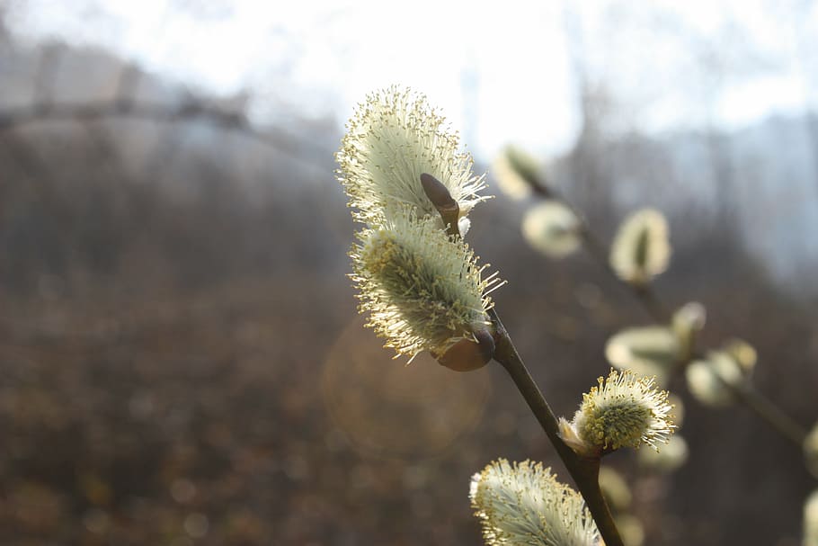 Pussywillow 1080P, 2K, 4K, 5K HD wallpapers free download | Wallpaper Flare