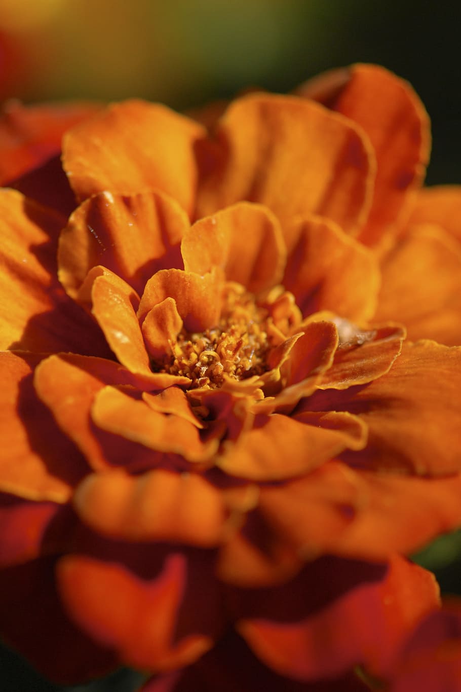 flower, petal, stem, blossom, floral, plant, bloom, garden HD wallpaper