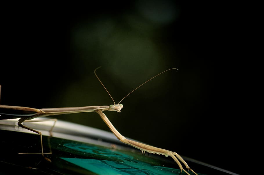 shallow focus photography of brown insect, selective focus photography of brown stick insect