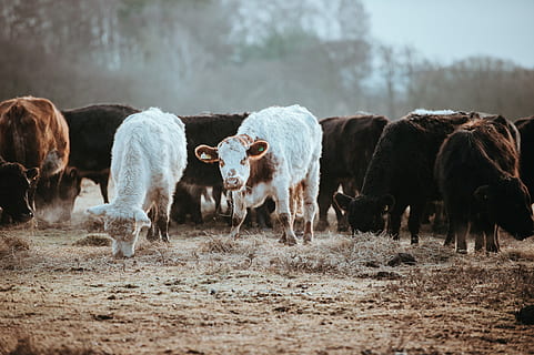 Cows grazing on a winters morning, white and black cows on gray sands HD wallpaper