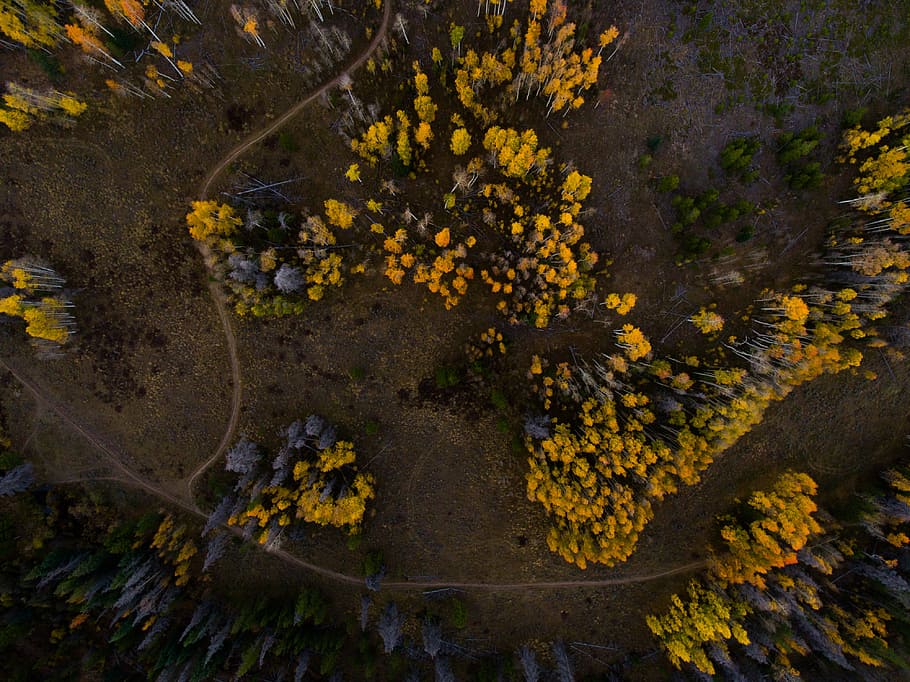 aerial photo of bed of yellow petaled flowers, aerial photo green-and-gray trees during daytime HD wallpaper